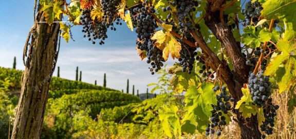 Cata Italia Friuli (21 de marzo 2023)