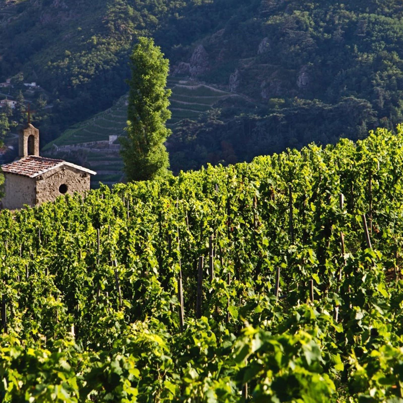 Vinos de Pierre Gonon + Jamet Côte Rotie 2001: La excelencia del Ródano Norte.