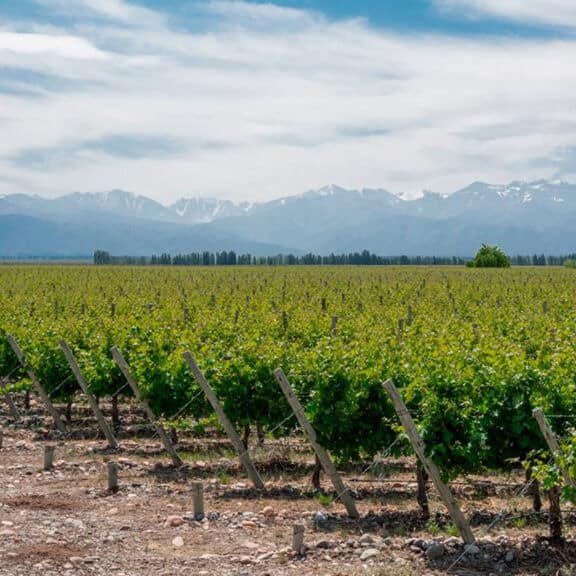 Vinos de Argentina, con Juancho Asenjo.