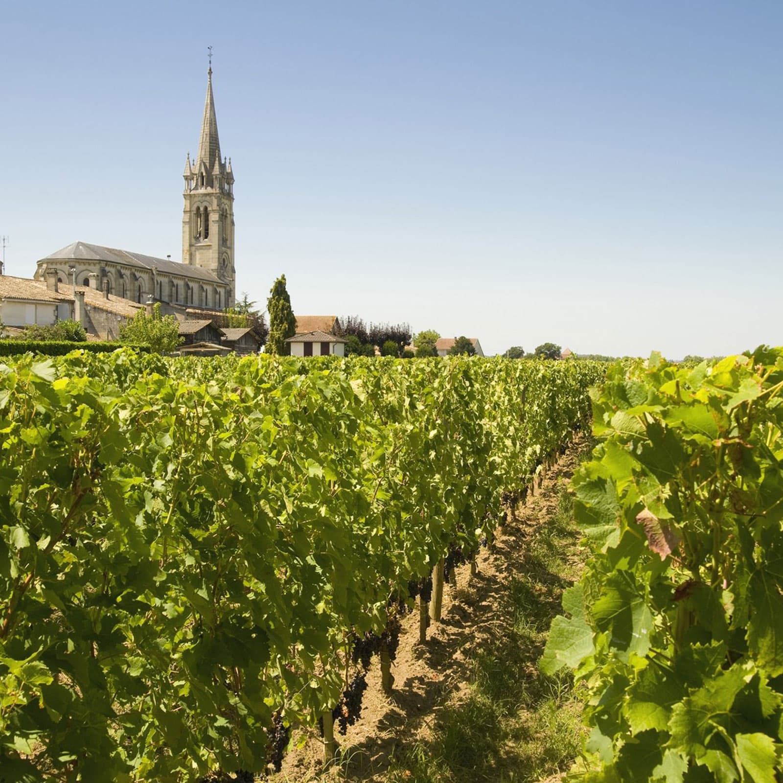 Tintos de Pomerol (Burdeos): Elegancia y diversidad.