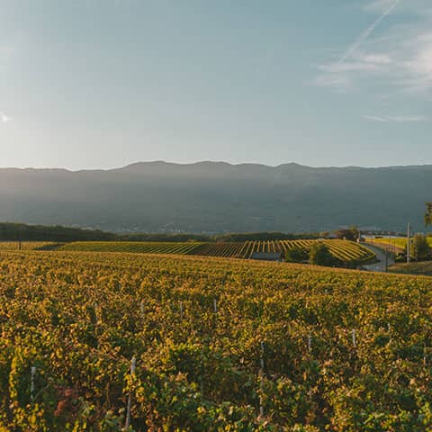 Tienda de vinos online