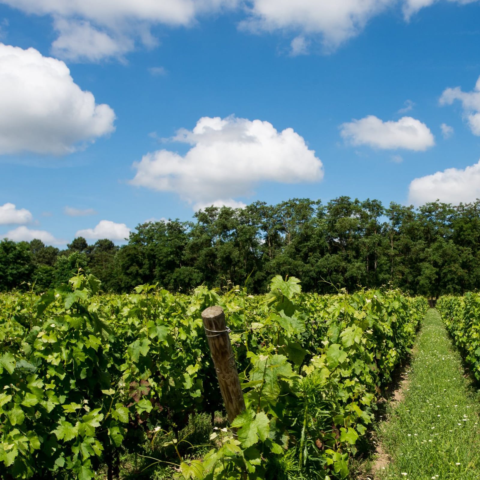 Vinos de Pessac-Léognan (Burdeos): La finura como argumento.