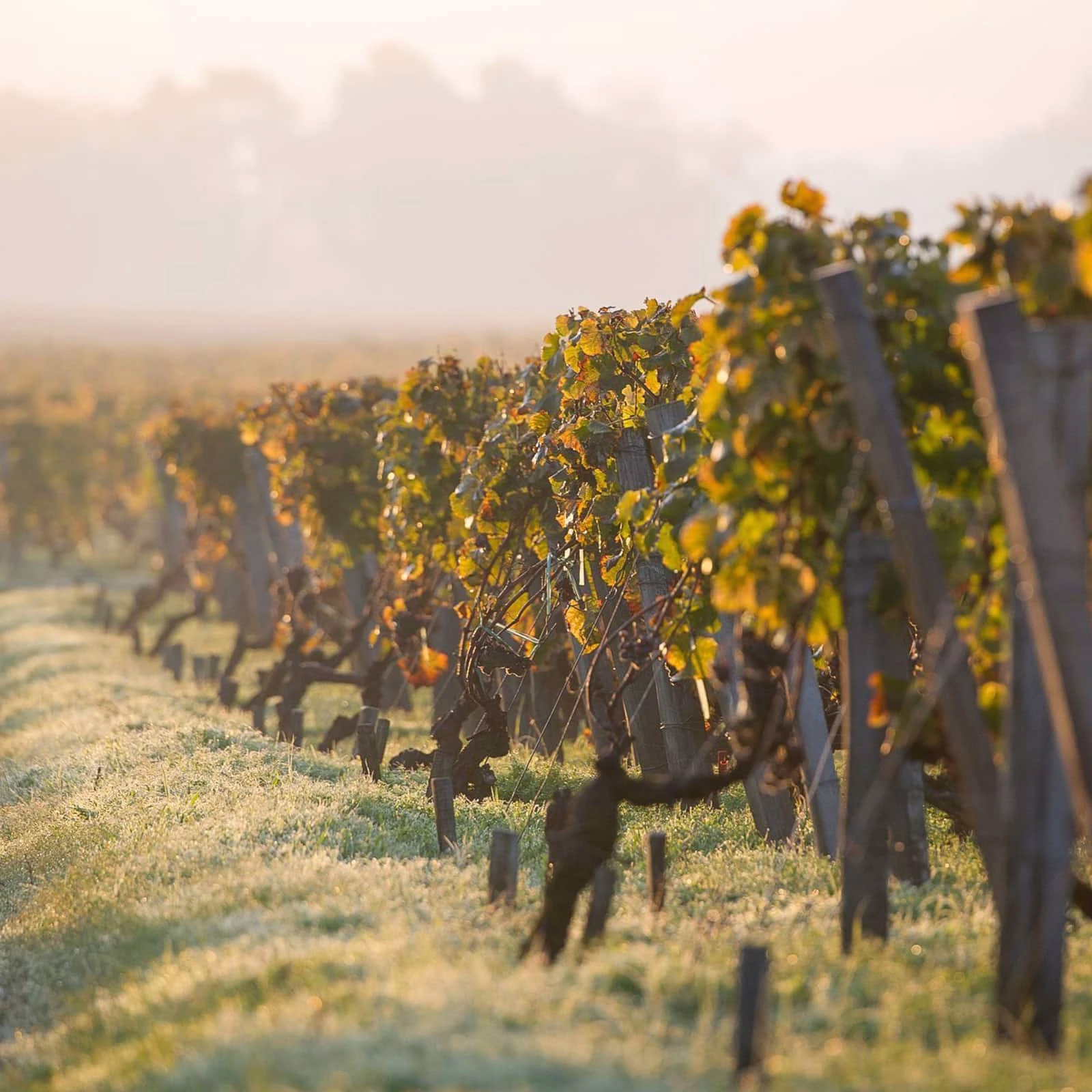 Vinos de Sauternes (Burdeos): Château d´Yquem... y compañía. 2 Vinos de Sauternes (Burdeos): Château d´Yquem... y compañía.