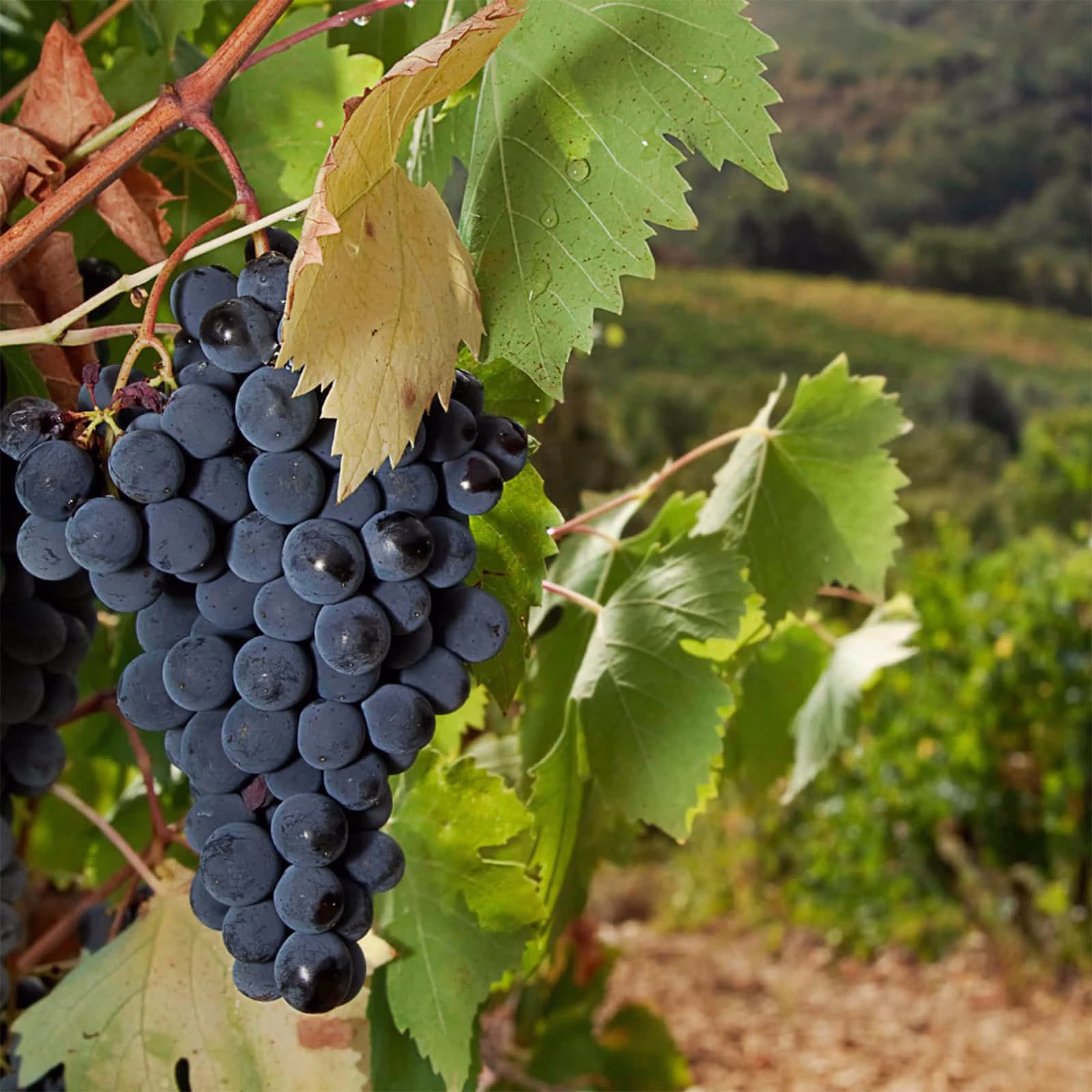 Tintos de Brunello di Montalcino: La uva Sangiovese en su esplendor. 2 Tintos de Brunello di Montalcino: La uva Sangiovese en su esplendor.