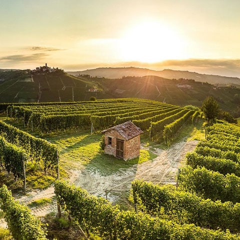 Tienda de vinos online