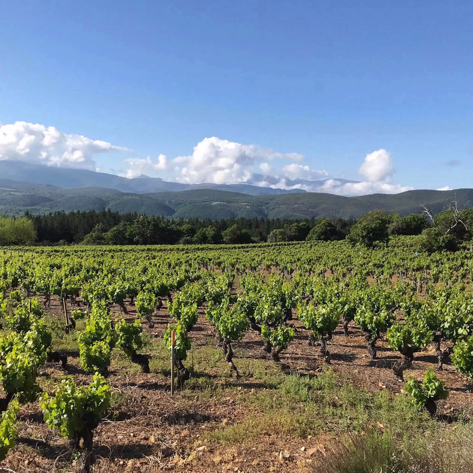 Cata de vinos de Aníbal de Otero